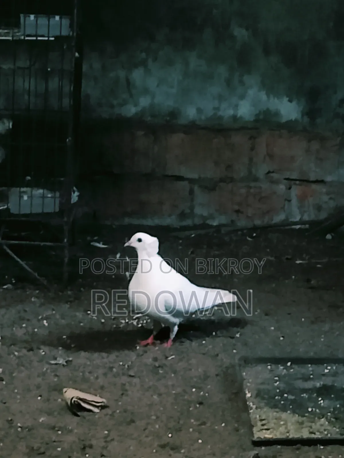 Bombai Female Kobutor