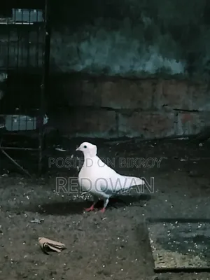 Bombai Female Kobutor