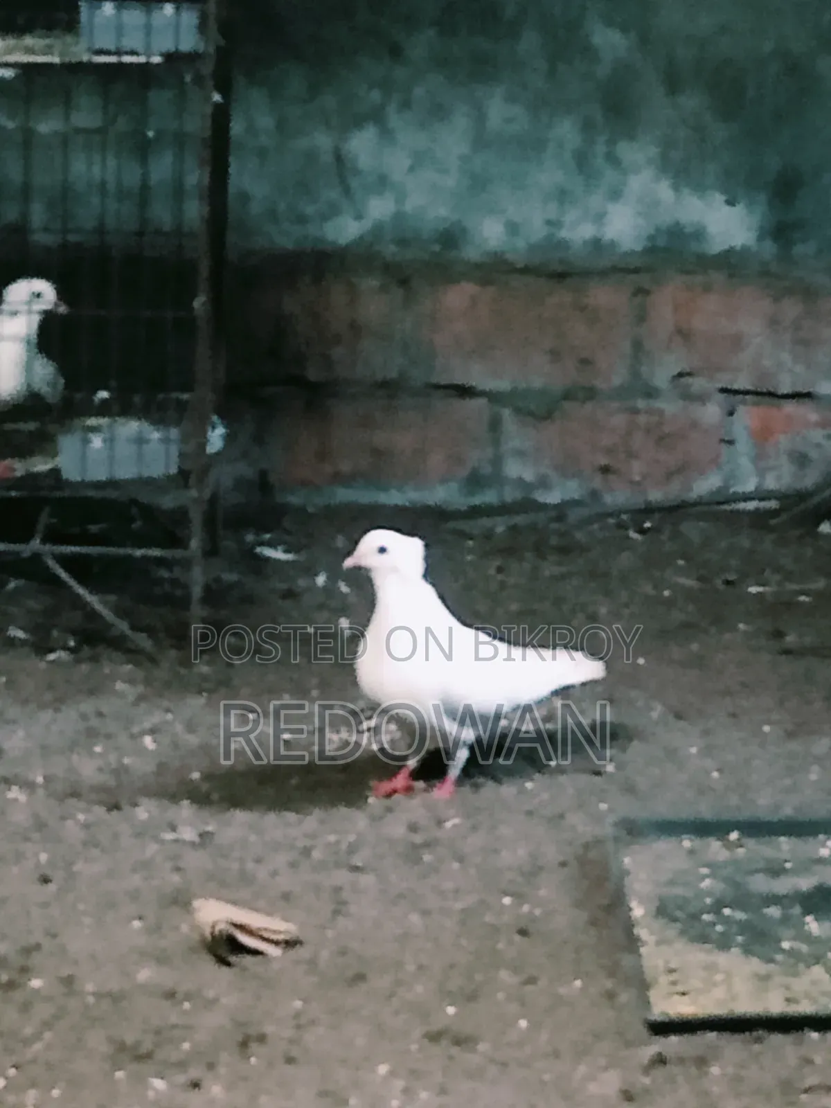 Bombai Female Kobutor