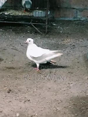 Bombai Female Kobutor