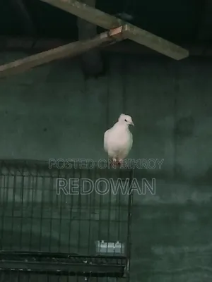Bombai Female Kobutor