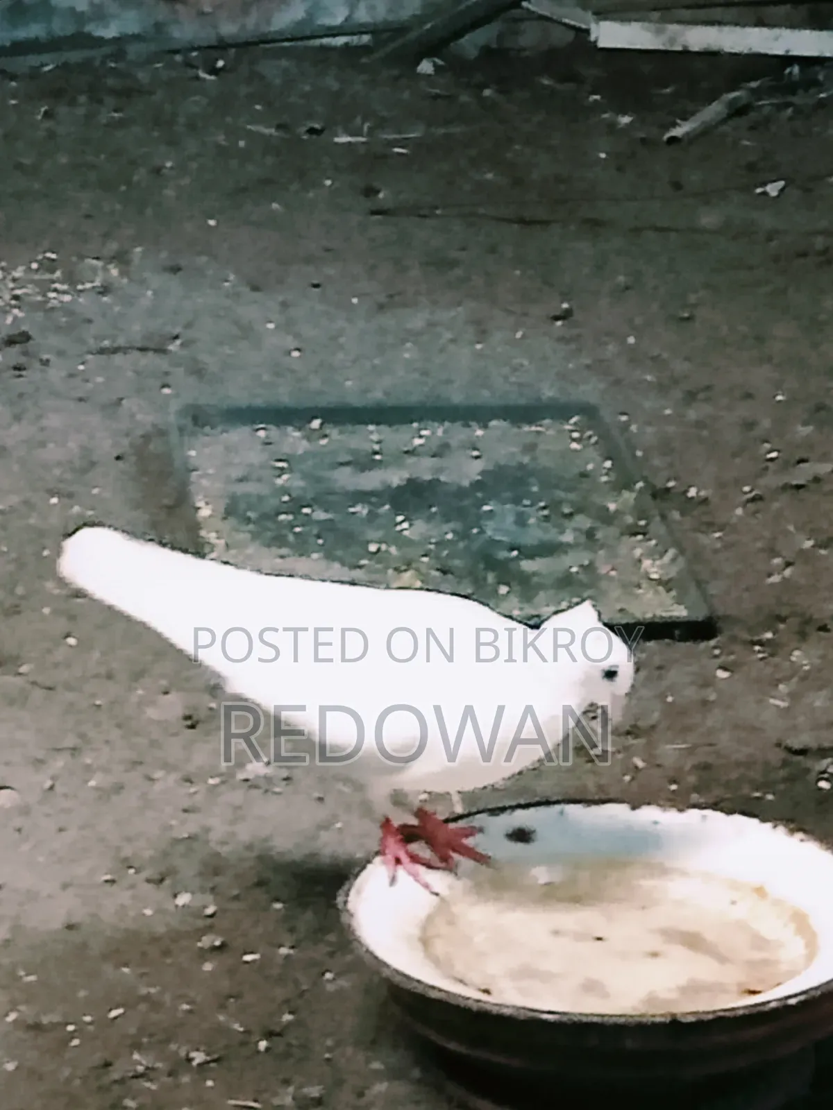 Bombai Female Kobutor