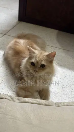 ৩-৬ মাসের মেল পিওরব্রেড পার্সিয়ান