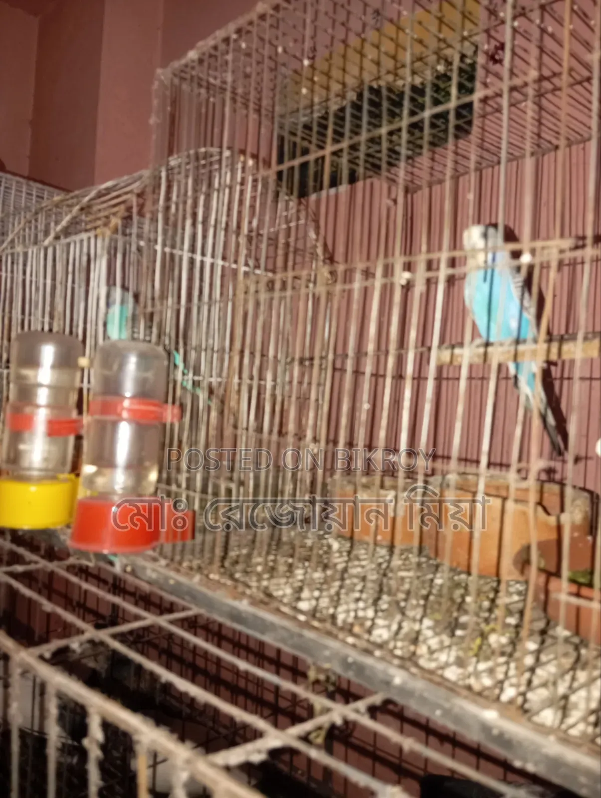 Running pairs of various types of Giribaz pigeons will be sold