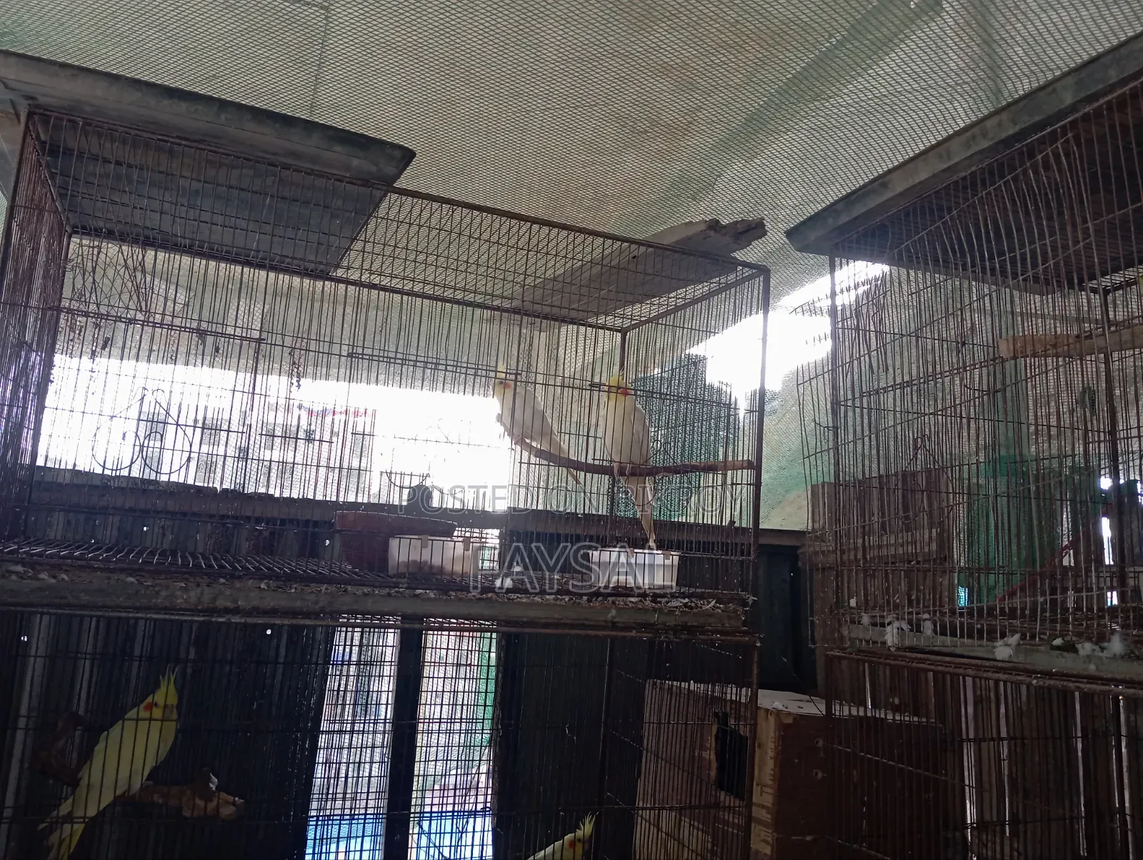 Running Cockatiel Birds