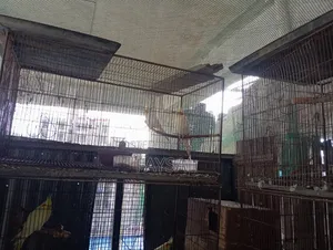 Running Cockatiel Birds