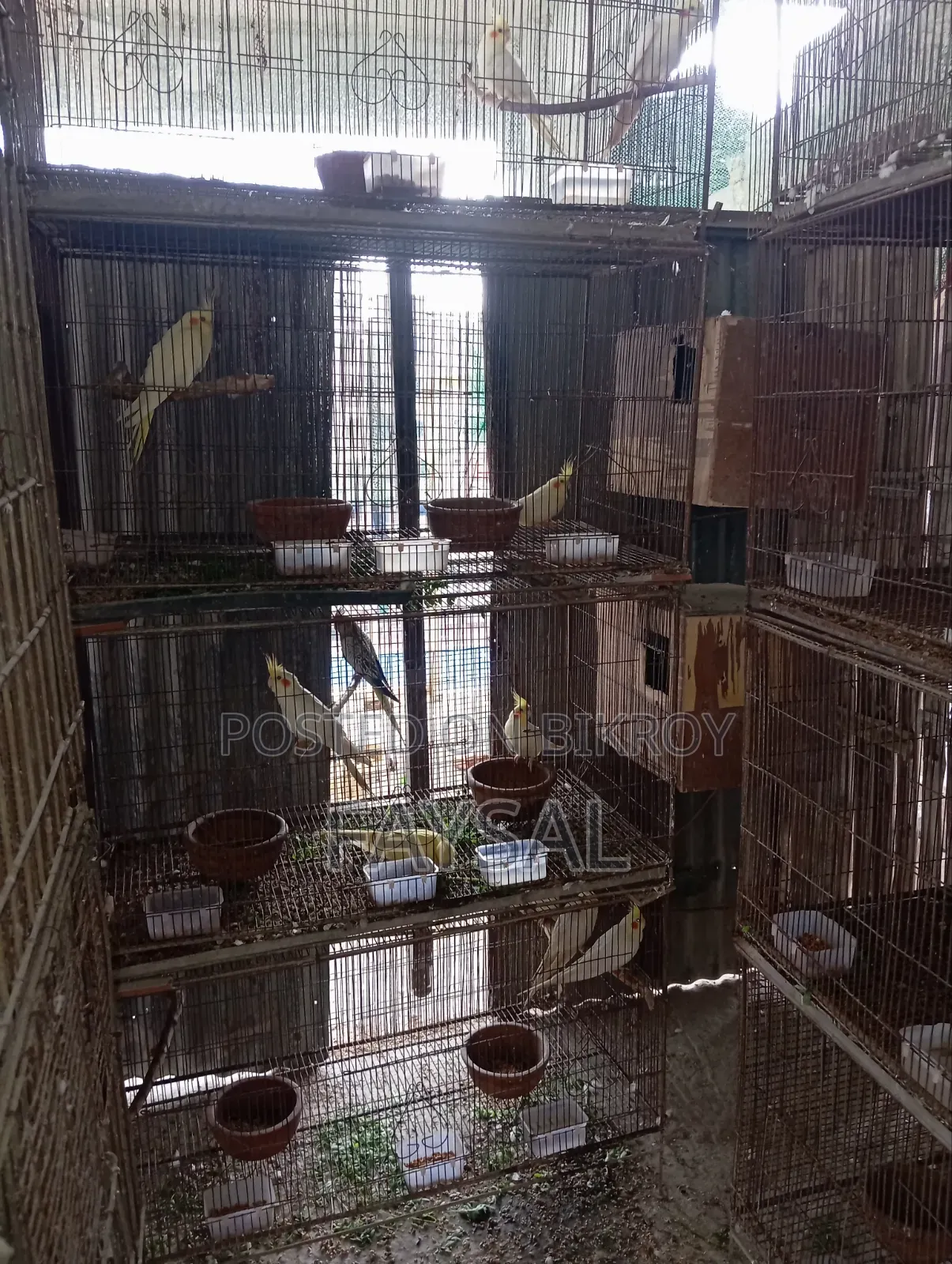 Running Cockatiel Birds