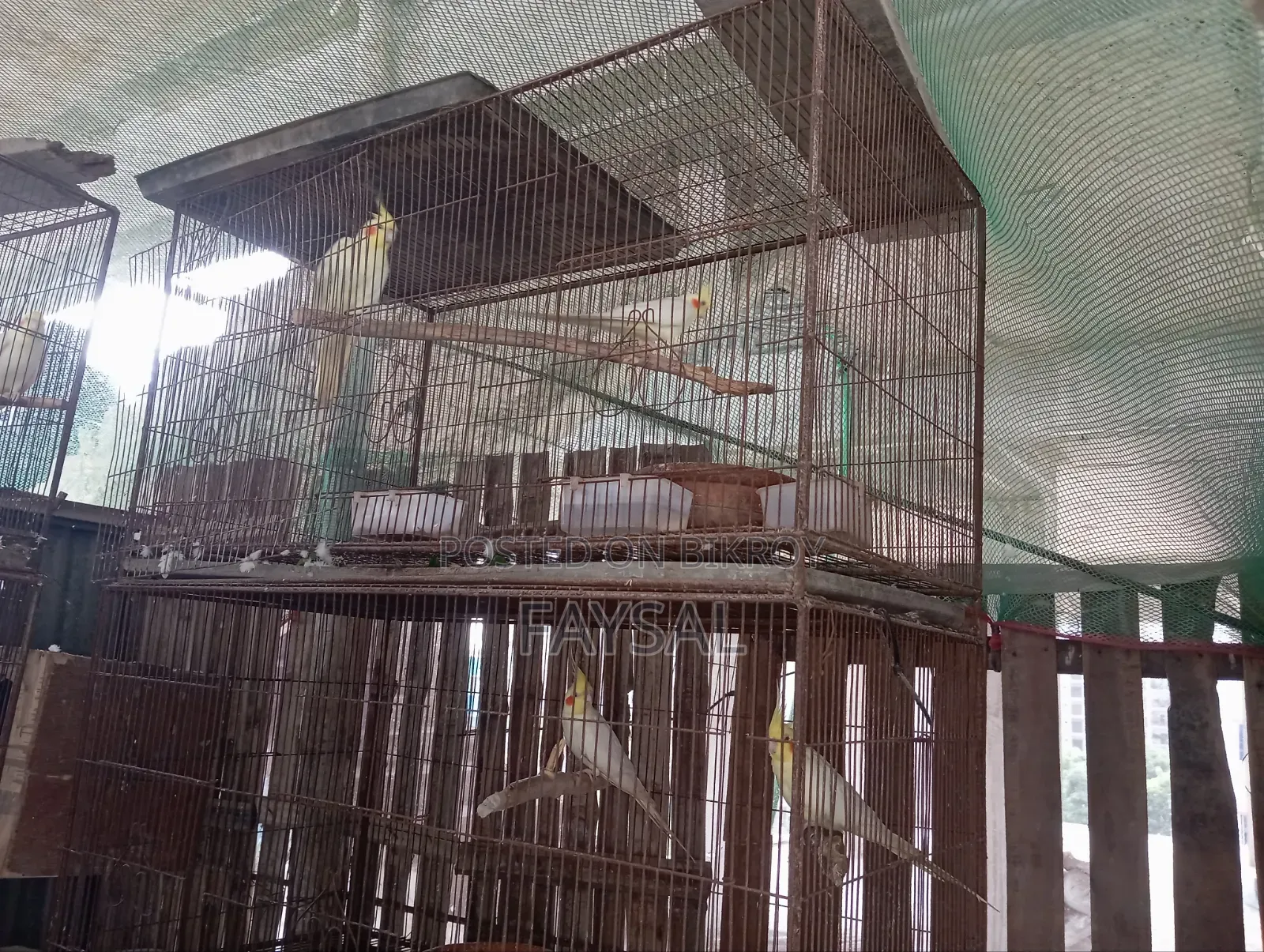 Running Cockatiel Birds
