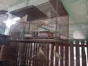 Running Cockatiel Birds