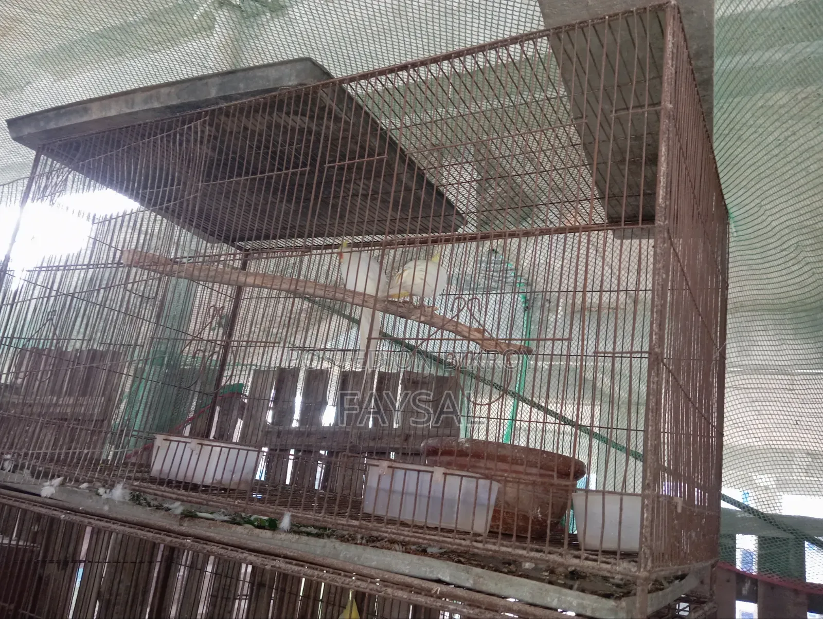 Running Cockatiel Birds