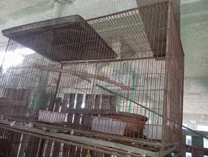 Running Cockatiel Birds