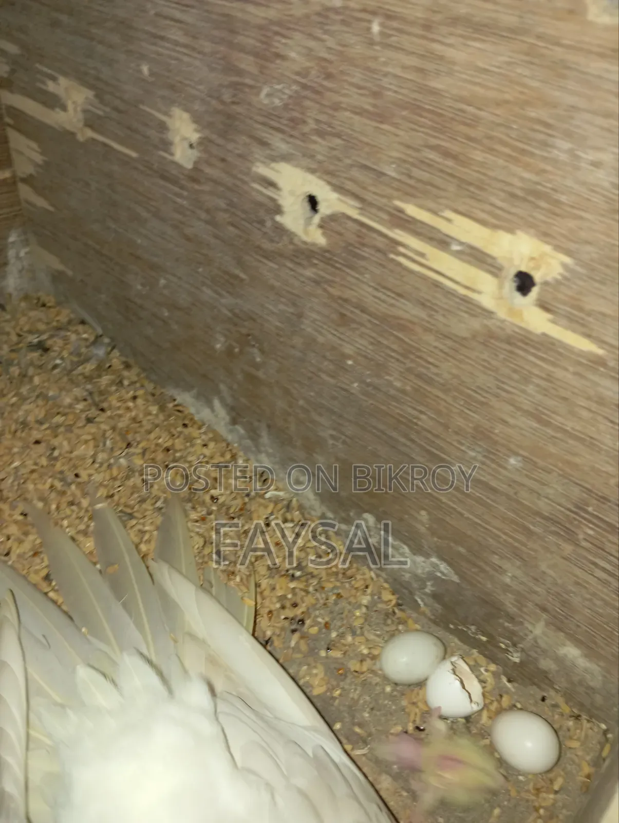 Running Cockatiel Birds