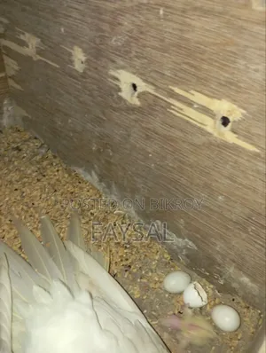 Running Cockatiel Birds