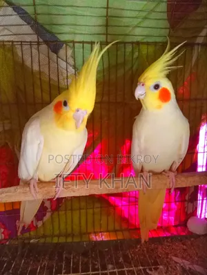 Running Pair of Cockatiel Birds with Eggs