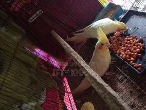 Running Pair of Cockatiel Birds with Eggs