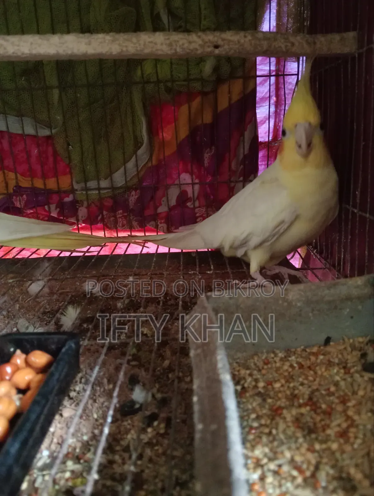 Running Pair of Cockatiel Birds with Eggs