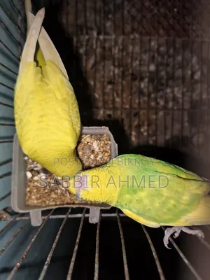 Budgerigar Birds.