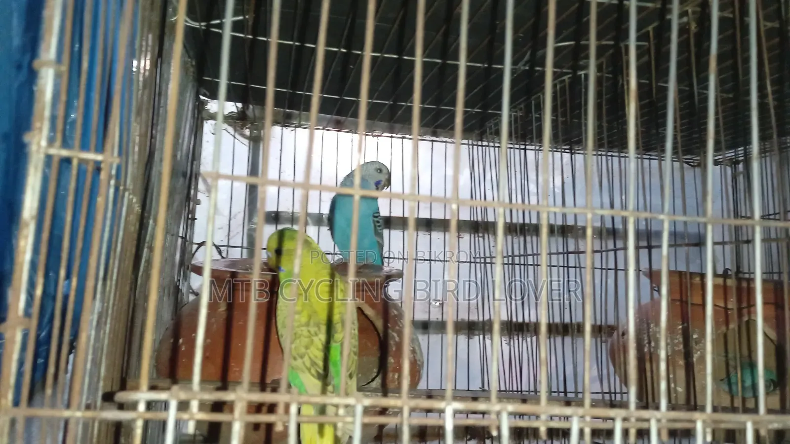 Bajigar Bird for Sale 1 Pair [Without Cage] Bird Only