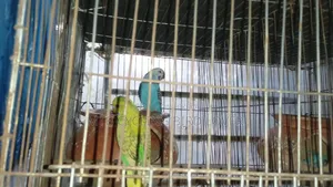 Bajigar Bird for Sale 1 Pair [Without Cage] Bird Only