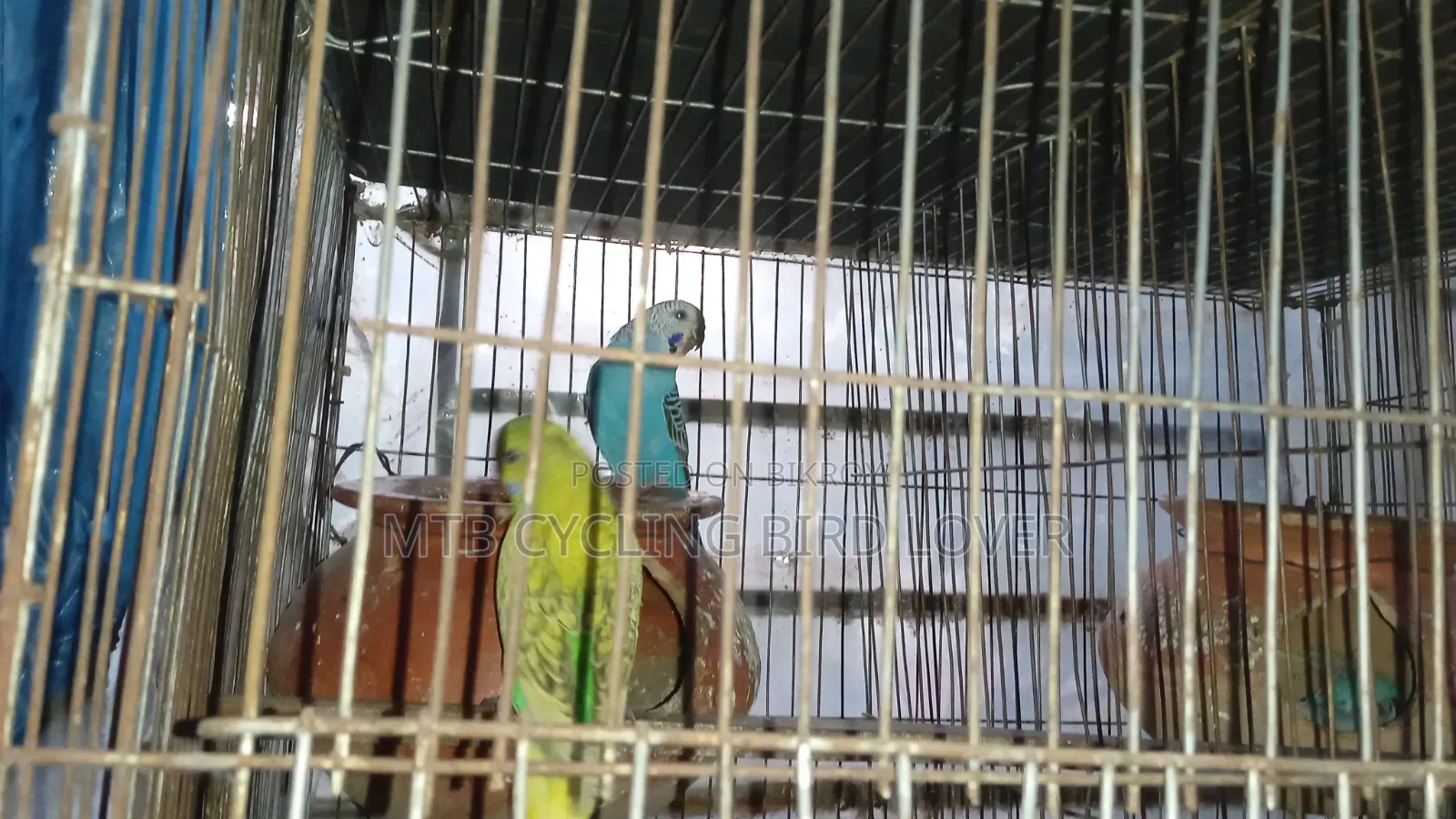 Bajigar Bird for Sale 1 Pair [Without Cage] Bird Only