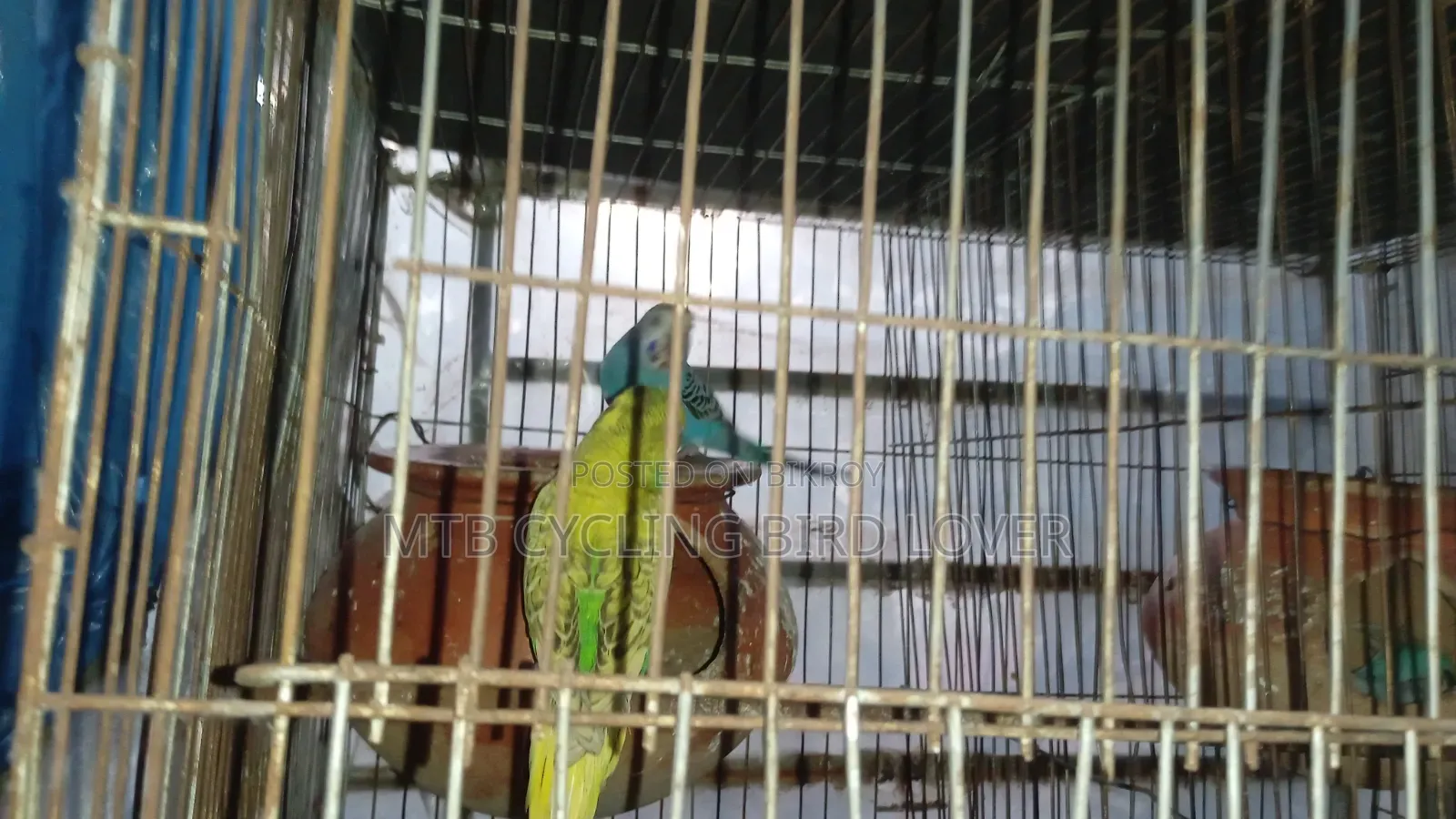 Bajigar Bird for Sale 1 Pair [Without Cage] Bird Only
