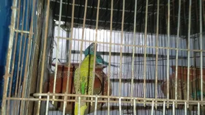 Bajigar Bird for Sale 1 Pair [Without Cage] Bird Only