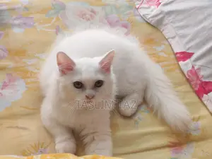 ১-৩ মাসের পুরুষ পিওরব্রেড পার্সিয়ান