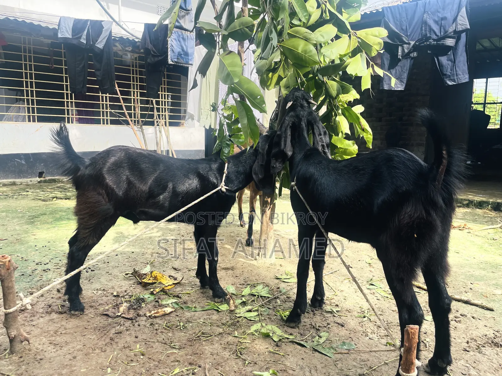 Two Black Goats.