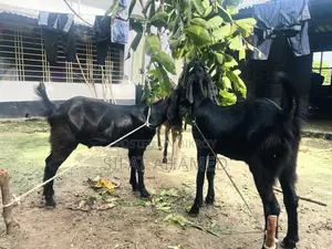 Two Black Goats.