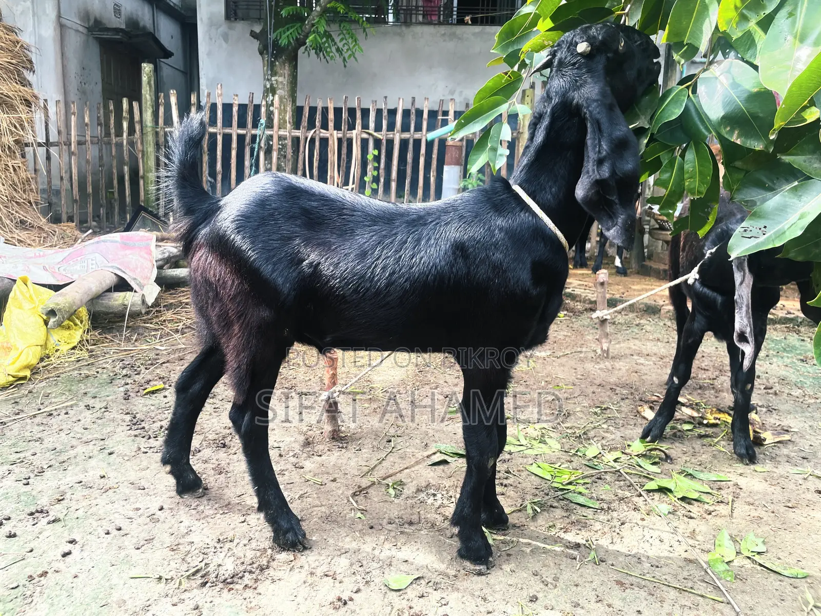 Two Black Goats.