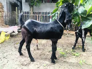 Two Black Goats.