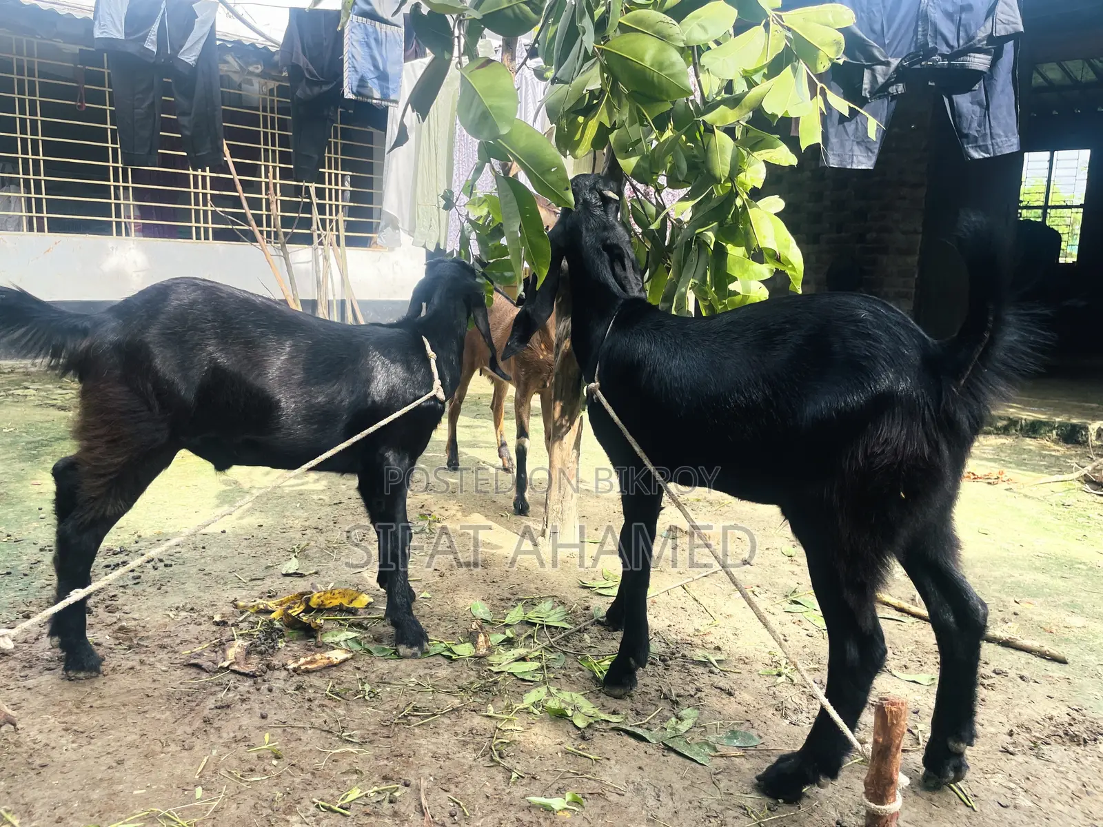 Two Black Goats.