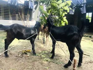 Two Black Goats.