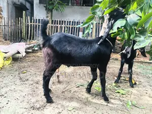 Two Black Goats.