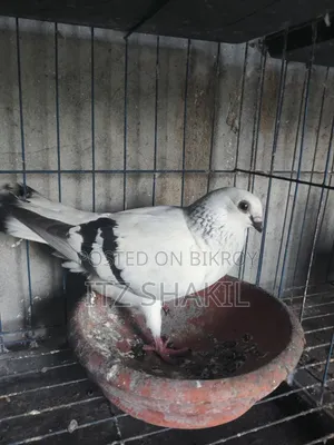 Dhamashin Goat For Sale Inbox No Call