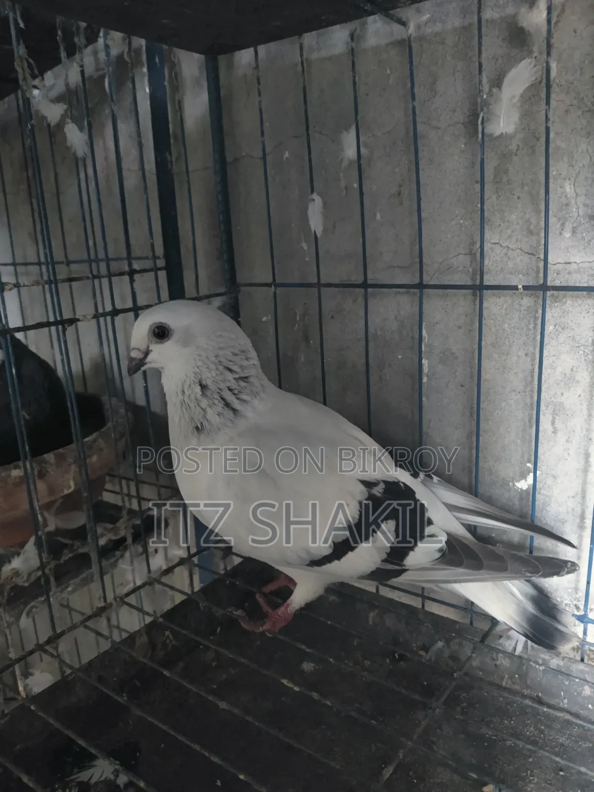 Dhamashin Goat For Sale Inbox No Call