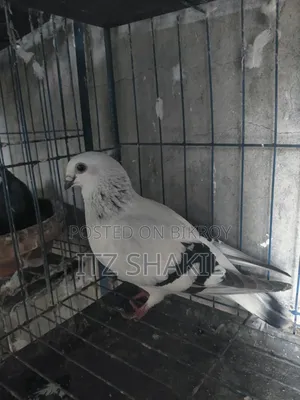 Dhamashin Goat For Sale Inbox No Call