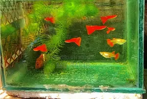 রেড মস্কো অফার দামে