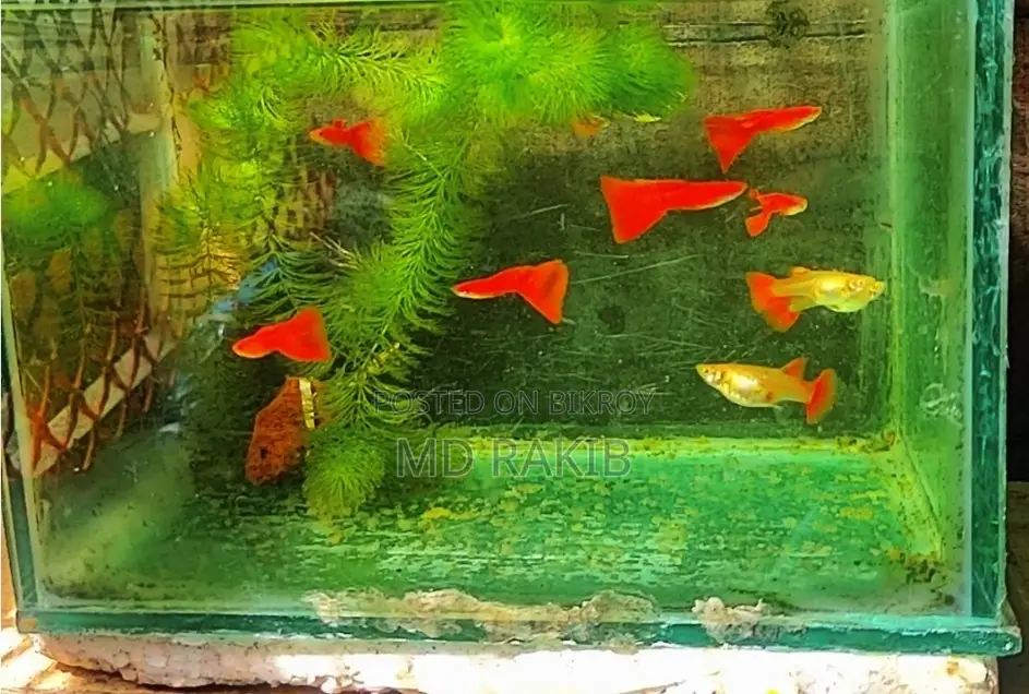 রেড মস্কো অফার দামে