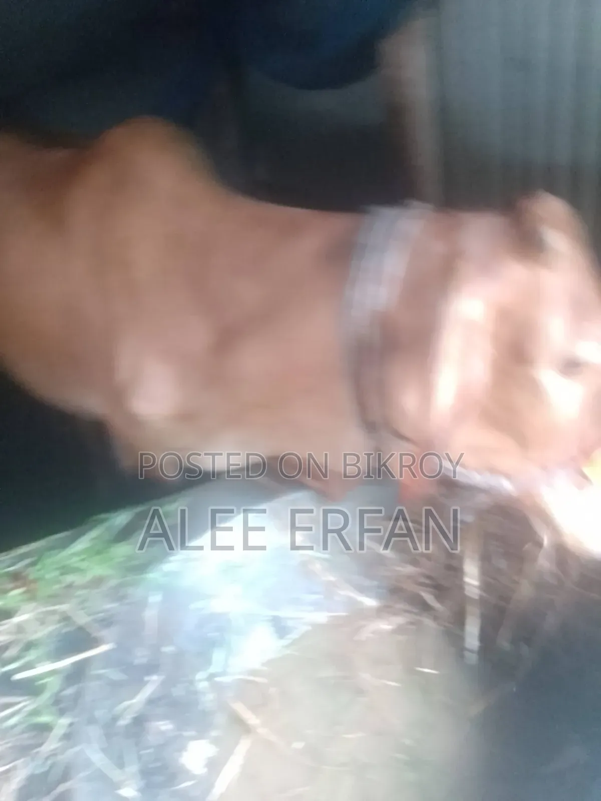 সিন্ধী গাভী