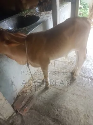 সিন্ধী গাভী