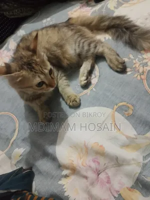 3-6 months Female Mixed Breed Cat