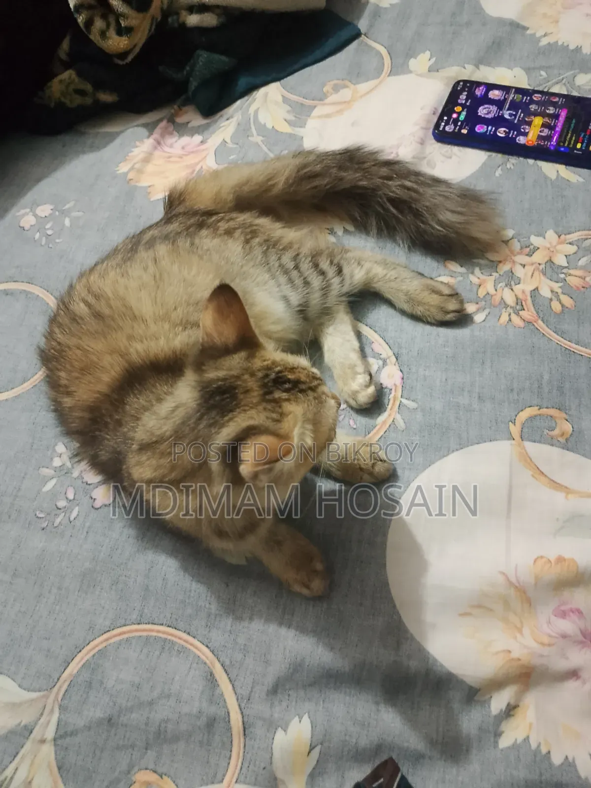 3-6 months Female Mixed Breed Cat