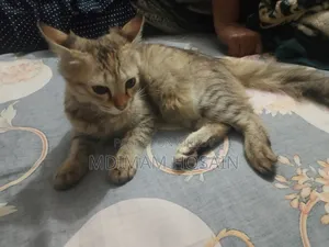 3-6 months Female Mixed Breed Cat