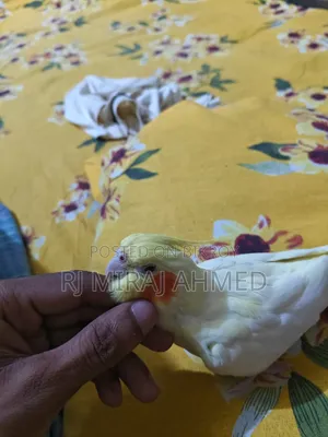 Tame Cockatiel