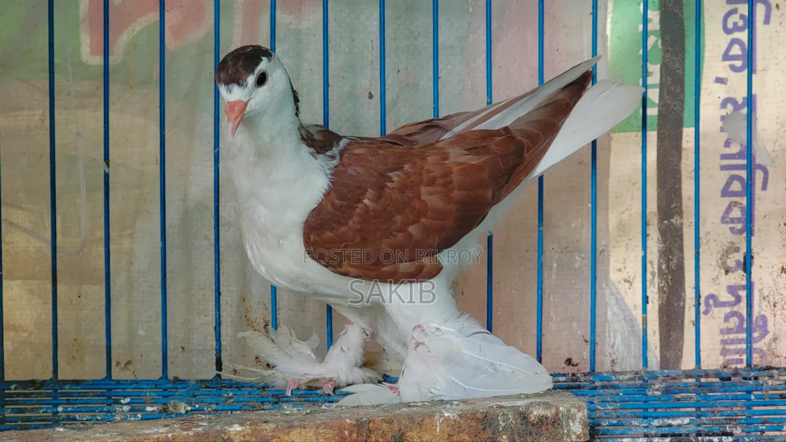 European Red Lahori Pigeon