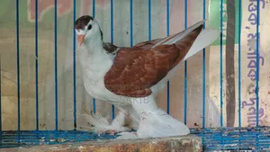 European Red Lahori Pigeon