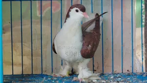 European Red Lahori Pigeon