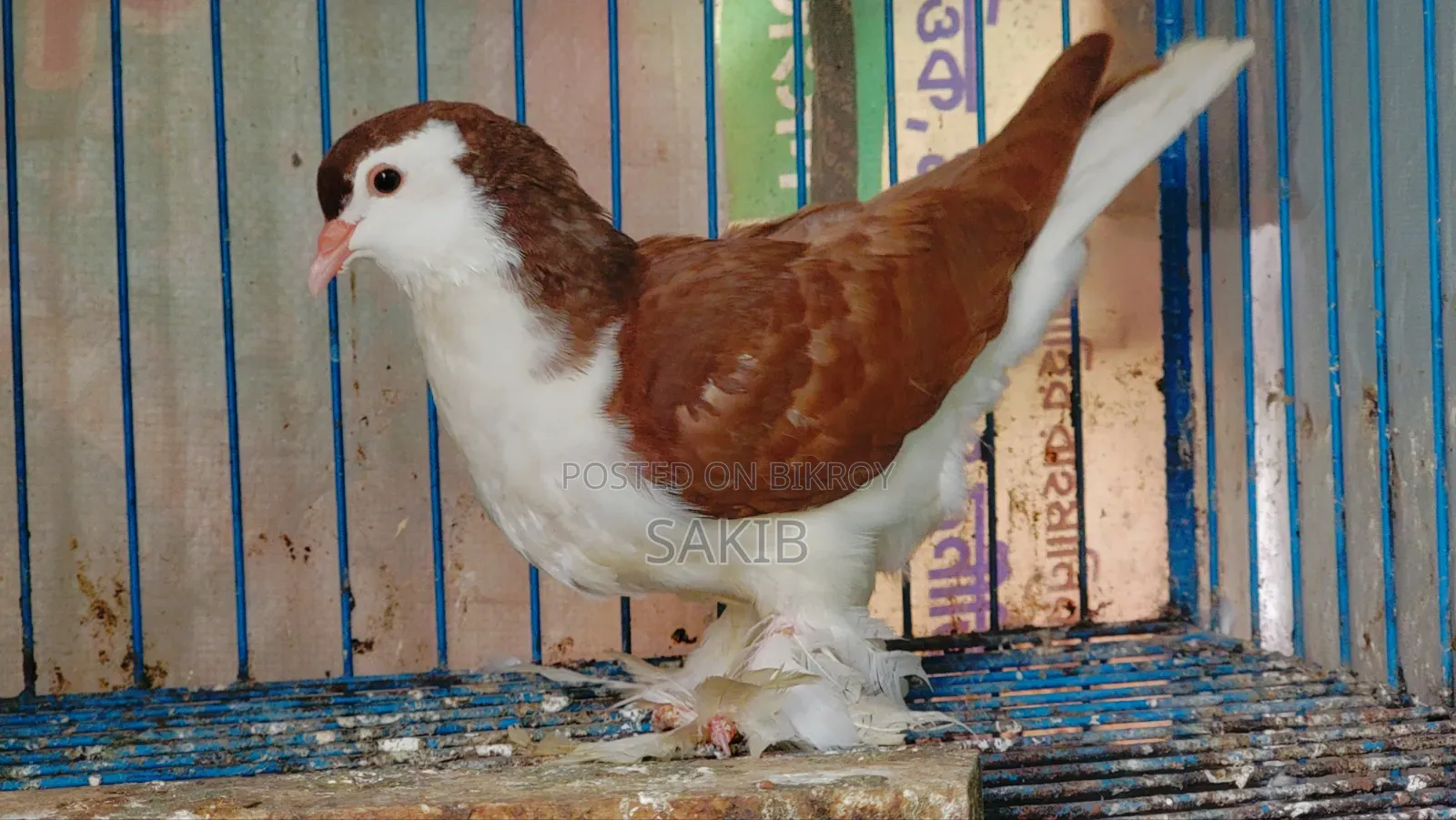 European Red Lahori Pigeon