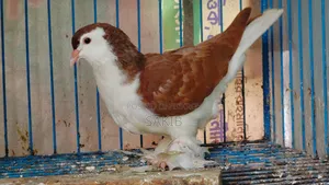 European Red Lahori Pigeon